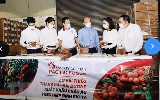 Vietnamese lychees head for EU markets ảnh 1 Vietnamese lychees head for EU markets ảnh 1