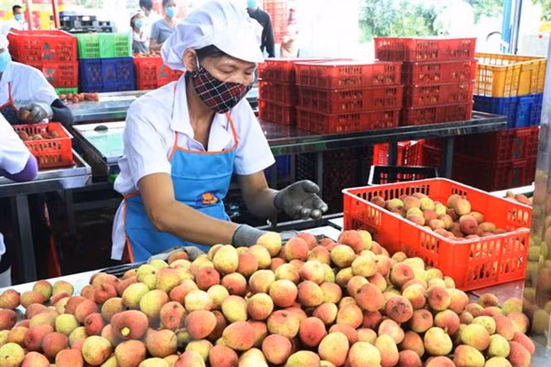 Vietnam sees surge in farm produce exports to China ảnh 1