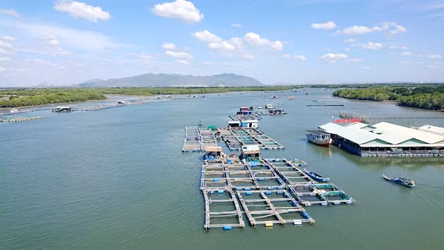Ba Ria – Vung Tau protects its valuable marine resources ảnh 1