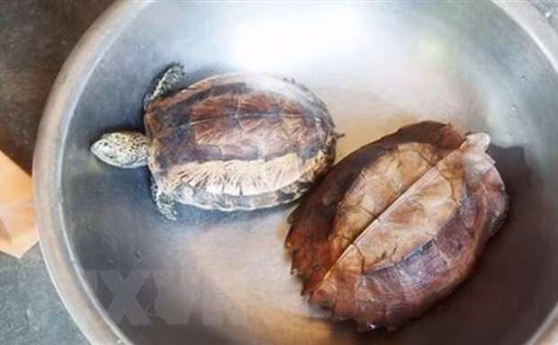 Nearly 160 wild animals saved in May ảnh 1 Nearly 160 wild animals saved in May ảnh 1
