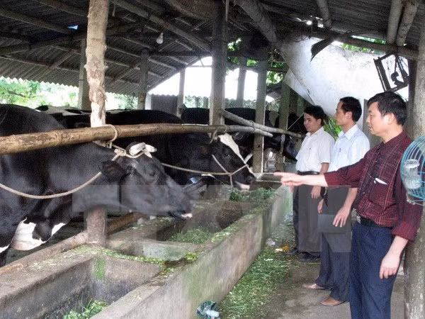 Vietnam-Belgium agricultural education cooperation successful ảnh 1 Vietnam-Belgium agricultural education cooperation successful ảnh 1