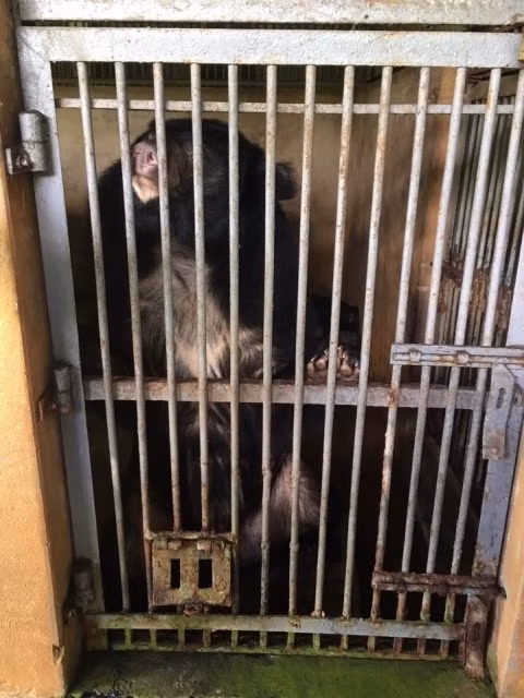 More Tibetan bears sent to rescue centre ảnh 1 More Tibetan bears sent to rescue centre ảnh 1