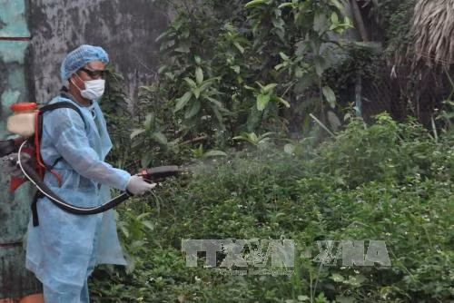 HCM City records increasing dengue cases ảnh 1