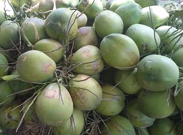 Southern province to boost coconut exports ảnh 1