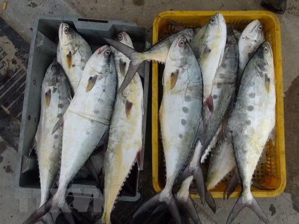 Vietnam works towards sustainable, responsible fisheries ảnh 1