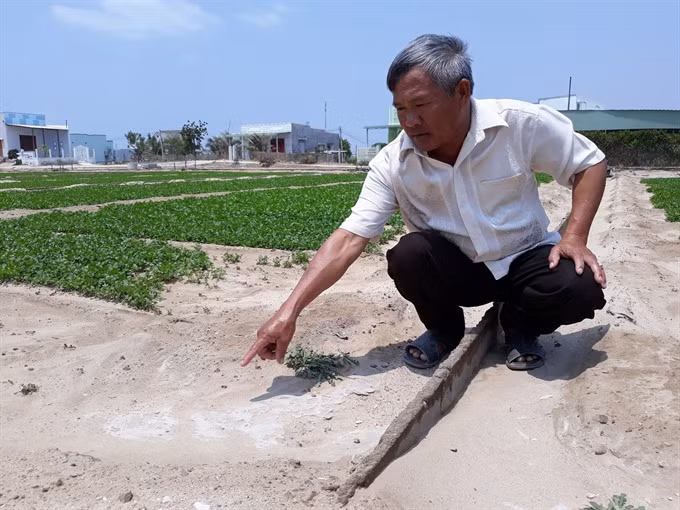 Saline intrusion occurs in south central province ảnh 1