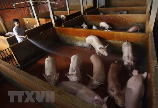 Australia helps Vietnam with slaughtering management, skills ảnh 1