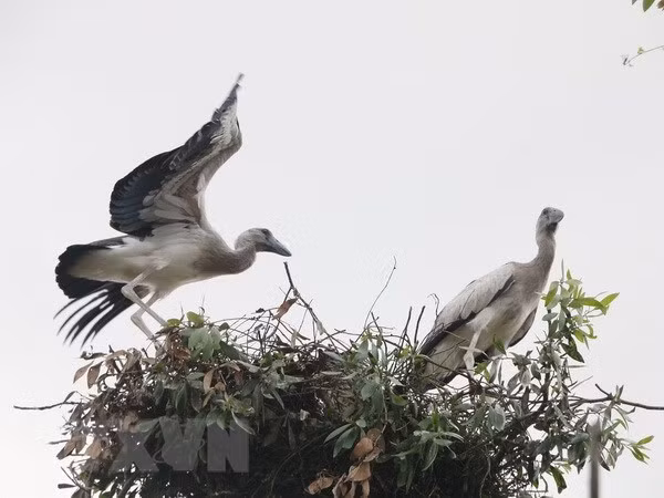 Asian openbill storks flock to Gao Giong cajuput forest in Dong Thap ảnh 1 Asian openbill storks flock to Gao Giong cajuput forest in Dong Thap ảnh 1
