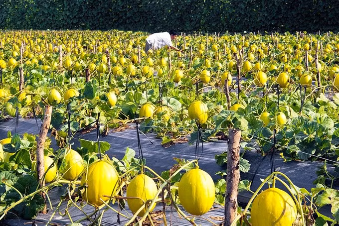 Agricultural innovation needed for growth ảnh 1 Agricultural innovation needed for growth ảnh 1