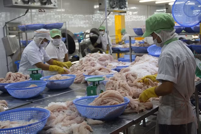 CPTPP, EVFTA to benefit Vietnamese fishery sector ảnh 1