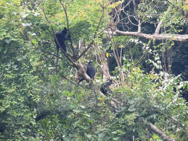 Nine endangered animals released into the wild at Phong Nha-Ke Bang ảnh 1 Nine endangered animals released into the wild at Phong Nha-Ke Bang ảnh 1