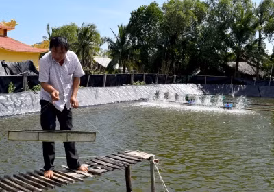 Organic shrimp farmers protect mangrove forests ảnh 1