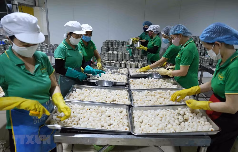 Fruit and vegetable exports down over 12 percent in first seven months ảnh 1
