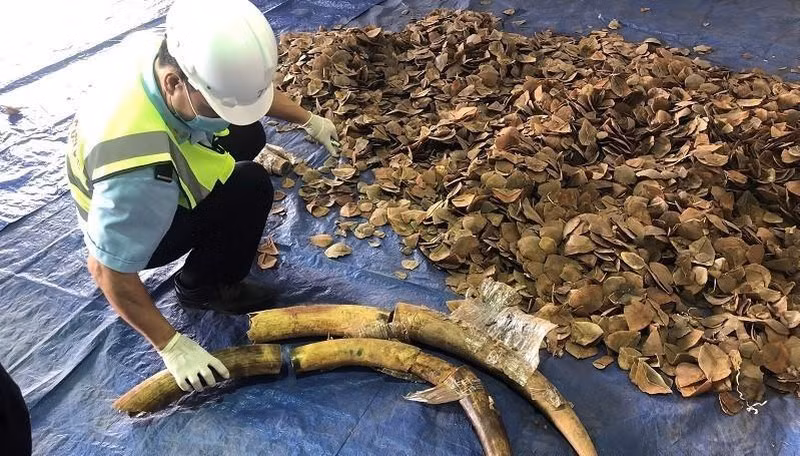 Six tonnes of ivory and pangolin scales seized at Tien Sa port ảnh 1