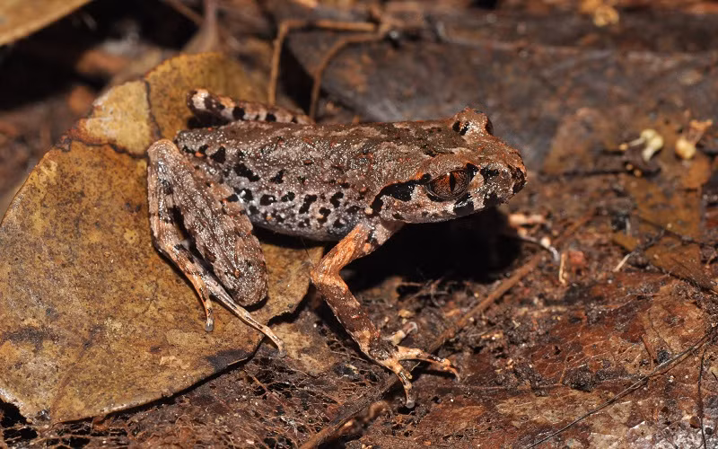 WWF: 91 new species discovered in Vietnam in 2020 ảnh 1