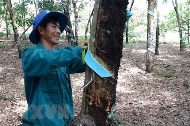 Vietnam ranks third worldwide in terms of rubber export value ảnh 1