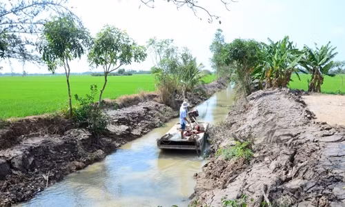 Locals join hands to fight against saline intrusion ảnh 1