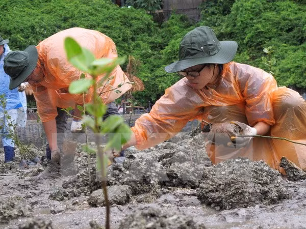 Soc Trang beefs up mangrove afforestation ảnh 1 Soc Trang beefs up mangrove afforestation ảnh 1