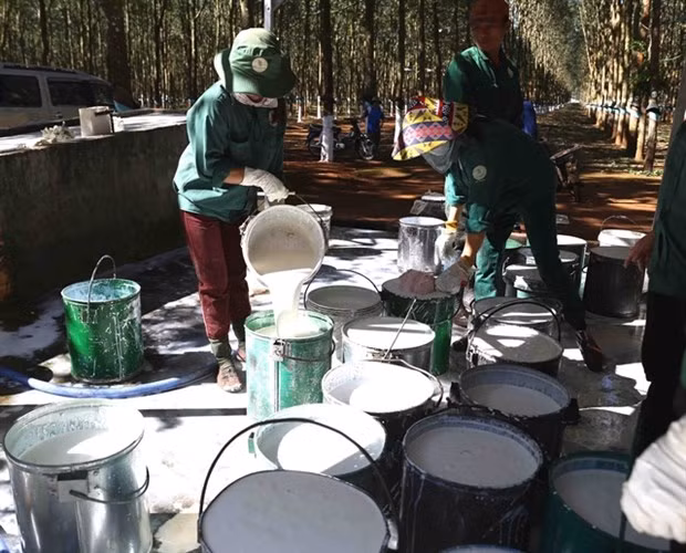 Now is the time for sustainable Vietnamese certified natural rubber: experts ảnh 1