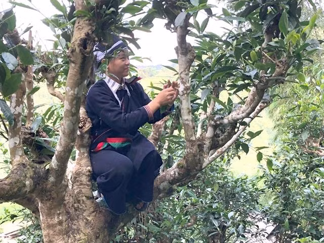Ancient tea trees get top recognition and protection ảnh 1
