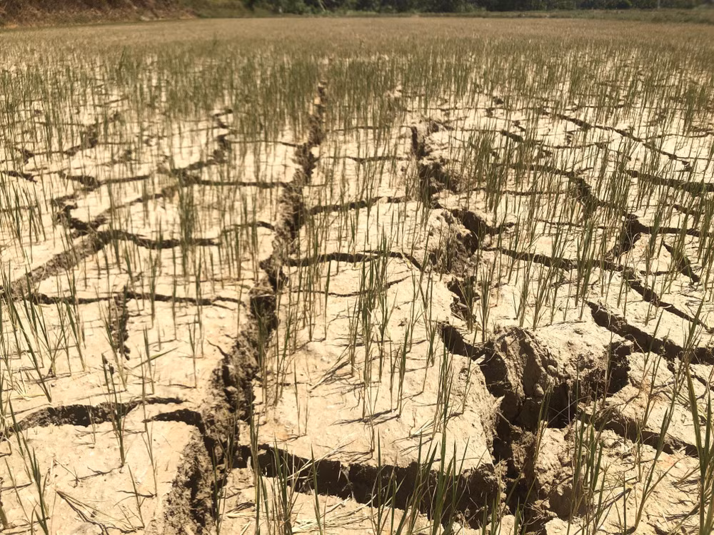 Vietnam shows support for emergency declaration on nature, people ảnh 1