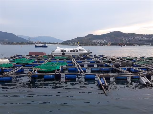 Nha Trang sets up zone for cage aquaculture ảnh 1