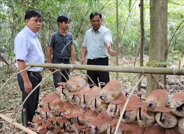 Genome of rare Linhzhi mushroom conserved ảnh 1