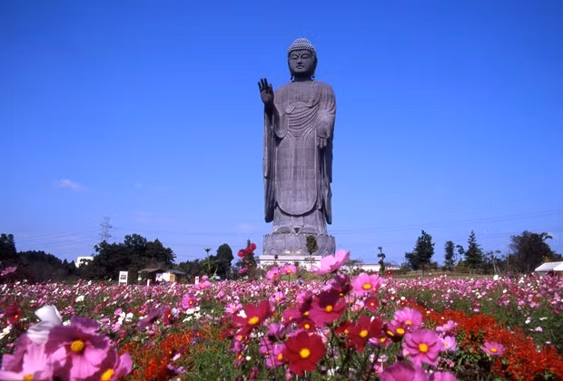 Ibaraki prefecture hopes for direct air route to Vietnam ảnh 1