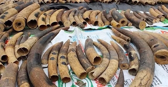 Over 7.4 tonnes of ivory, pangolin scales seized in Hai Phong ảnh 1 Over 7.4 tonnes of ivory, pangolin scales seized in Hai Phong ảnh 1