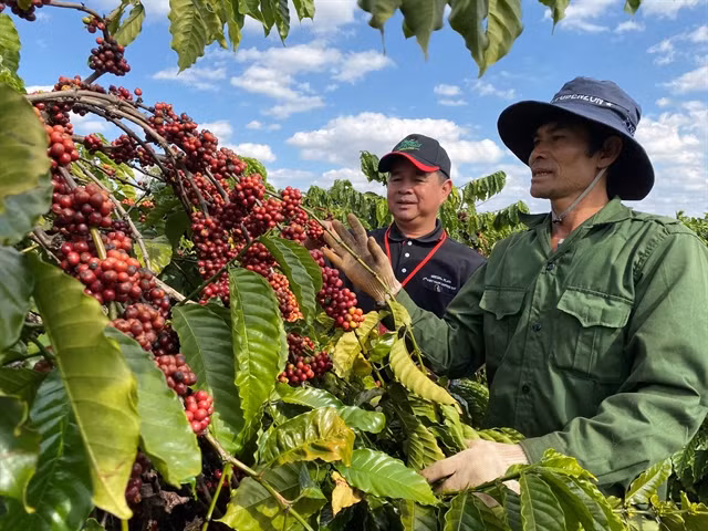 Nestlé programme helps increase coffee farmers’ incomes ảnh 1