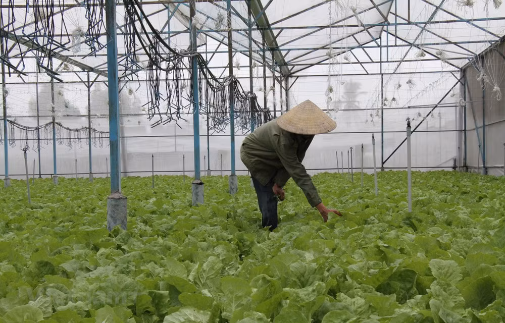 Dak Lak farmers to benefit from UN climate change response project ảnh 1