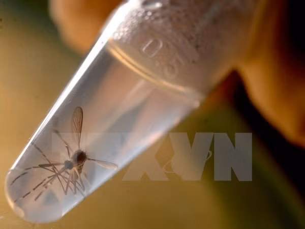 HCM City implements measures to control Zika virus ảnh 1 HCM City implements measures to control Zika virus ảnh 1