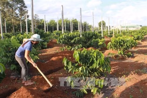 Central Highlands to replant coffee trees on 19,000 hectares ảnh 1 Central Highlands to replant coffee trees on 19,000 hectares ảnh 1