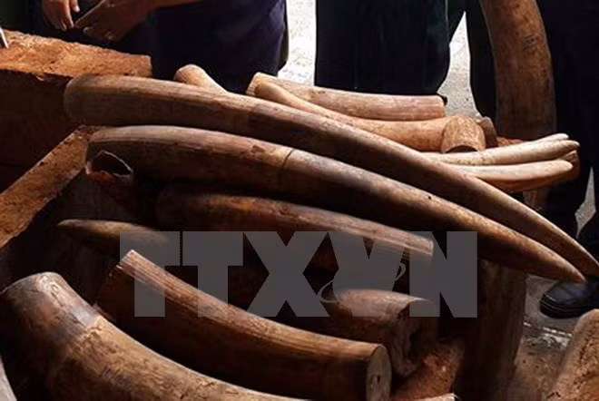 Criminal proceedings launched on elephant tusk smuggling case ảnh 1