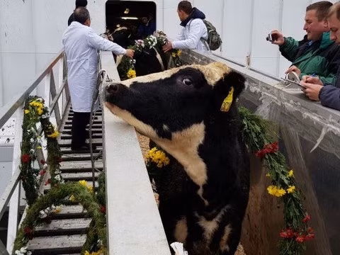 TH Group sends milch cows to Russian farm ảnh 1