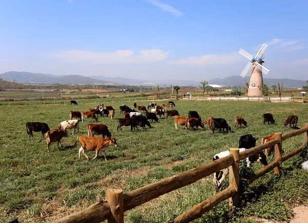 TH Group begins construction of hi-tech milch cow farm in Phu Yen ảnh 1