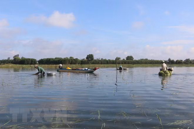 Flood-based livelihoods to help Mekong Delta’s water storage ảnh 1
