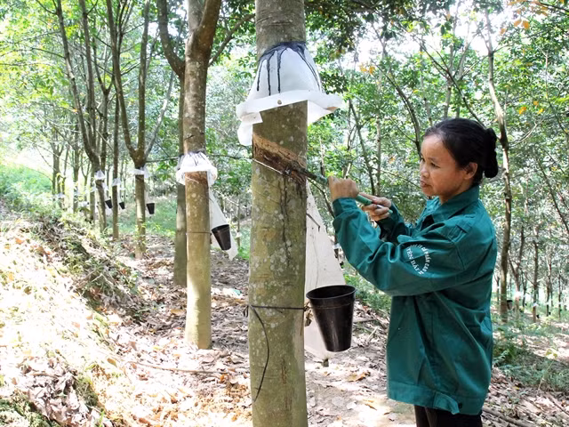 Rubber companies report lower earnings amid falling rubber prices ảnh 1