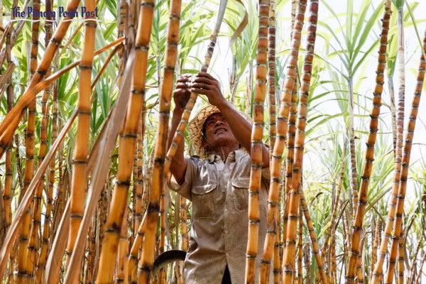 Cambodia’s giant sugar mill inaugurated ảnh 1 Cambodia’s giant sugar mill inaugurated ảnh 1