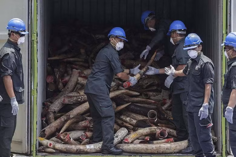 Malaysia destroys nearly 10 tonnes of ivory ảnh 1 Malaysia destroys nearly 10 tonnes of ivory ảnh 1