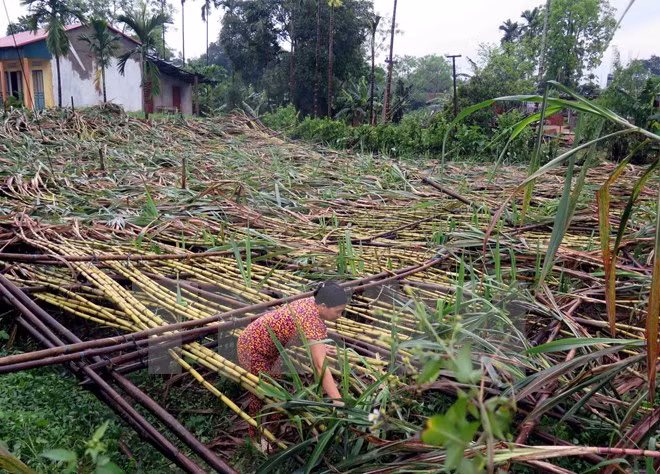 Mountainous provinces suffer from extreme weather events ảnh 1