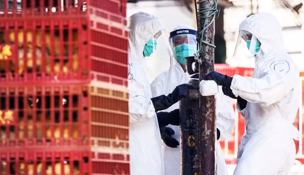 Malaysia, Thailand conduct anti-bird flu drill ảnh 1