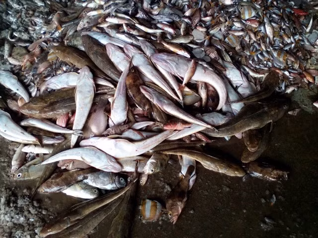Ministry set to investigate cause of mass fish deaths in central coast ảnh 1 Ministry set to investigate cause of mass fish deaths in central coast ảnh 1