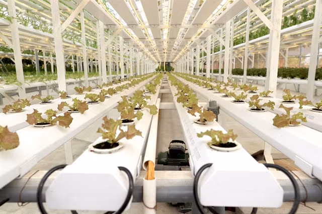 Hanoi aims to develop smart agriculture ảnh 1