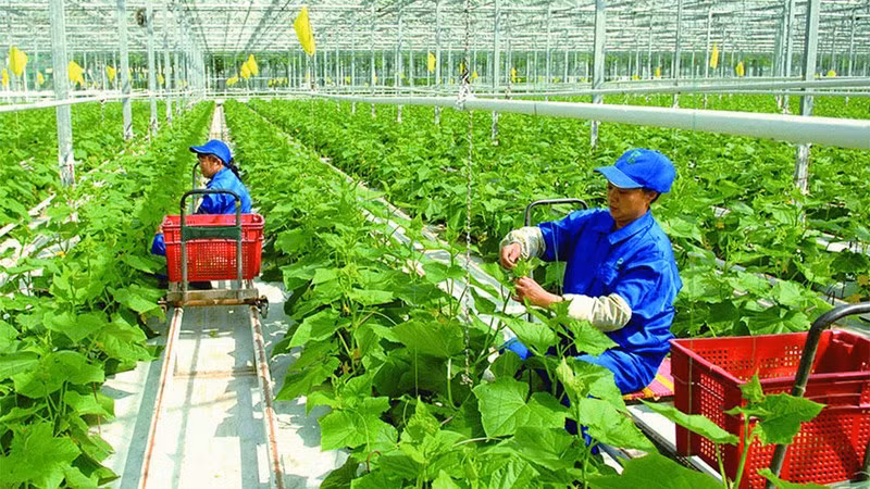 Vietnam eyes green and sustainable agriculture ảnh 1