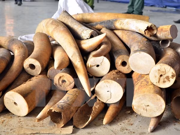 Customs uncover over 700kg of ivory transported by sea ảnh 1