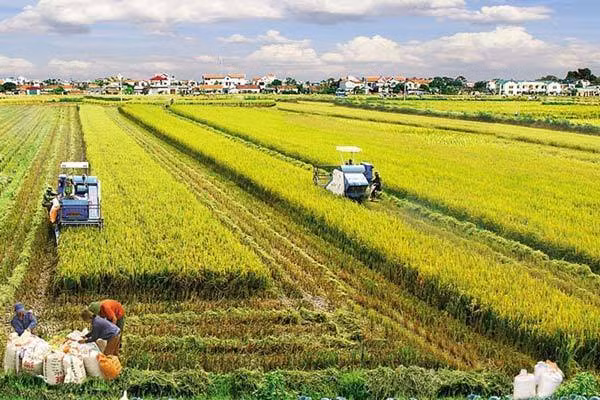 Mekong Delta rolls out red carpet for investment in agriculture ảnh 1