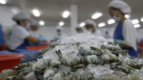 Frozen shrimp exports to RoK must undergo quarantine ảnh 1