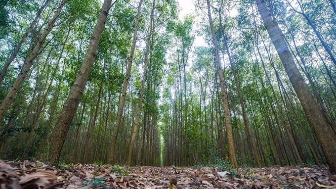 Vietnam sets goals for sustainable forestry development ảnh 1