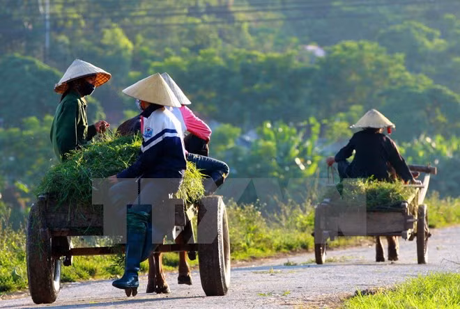 Thua Thien – Hue develops rural areas ảnh 1